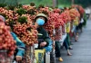 Ăn vải thế nào để không bị nóng trong?