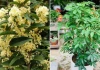 5 loại cây cảnh hút tài lộc hợp cả 5 mệnh Kim, Mộc, Thủy, Hỏa, Thổ, trồng trước nhà là tốt nhất