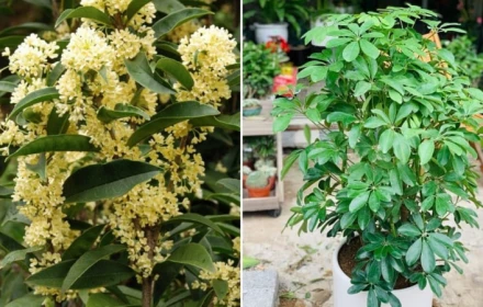 5 loại cây cảnh hút tài lộc hợp cả 5 mệnh Kim, Mộc, Thủy, Hỏa, Thổ, trồng trước nhà là tốt nhất