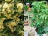 5 loại cây cảnh hút tài lộc hợp cả 5 mệnh Kim, Mộc, Thủy, Hỏa, Thổ, trồng trước nhà là tốt nhất