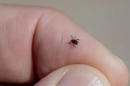 Phát hiện 1 loại virus mới lan truyền qua loài bọ ve