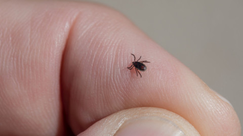 Phát hiện 1 loại virus mới lan truyền qua loài bọ ve