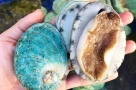Cách chọn mua bào ngư: Những điều bạn cần biết