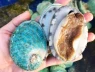 Cách chọn mua bào ngư: Những điều bạn cần biết