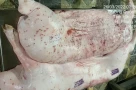Lộ diện cán bộ đóng dấu "được lưu thông" vào heo bệnh liên quan vụ C.P. Việt Nam