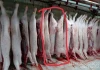 Ông Liễu Quý Ngân tiết lộ sốc vụ heo bệnh, công khai danh tính người lạ mặt đến nhà đòi livestream
