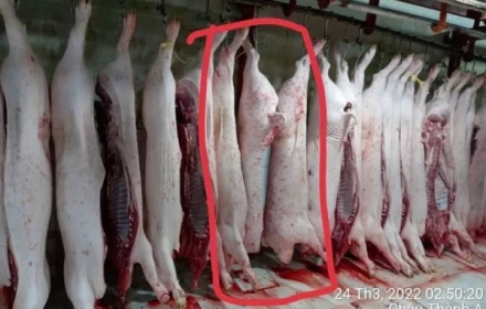 Ông Liễu Quý Ngân tiết lộ sốc vụ heo bệnh, công khai danh tính người lạ mặt đến nhà đòi livestream