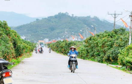 Lục Ngạn mùa vải chín
