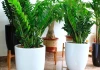 Cây kim tiền kỵ nhất người thuộc 2 mệnh này: Cố tình trồng là dễ nghèo bền vững, của cải trôi hết