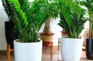 Cây kim tiền kỵ nhất người thuộc 2 mệnh này: Cố tình trồng là dễ nghèo bền vững, của cải trôi hết