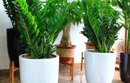 Cây kim tiền kỵ nhất người thuộc 2 mệnh này: Cố tình trồng là dễ nghèo bền vững, của cải trôi hết