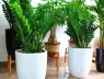 Cây kim tiền kỵ nhất người thuộc 2 mệnh này: Cố tình trồng là dễ nghèo bền vững, của cải trôi hết