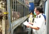 Kiểm tra đột xuất chi nhánh giết mổ tại Hà Nội của Công ty C.P trong đêm: Sốc vì 1 con số 'khủng'