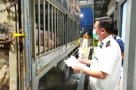 Kiểm tra đột xuất chi nhánh giết mổ tại Hà Nội của Công ty C.P trong đêm: Sốc vì 1 con số 'khủng'
