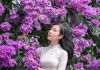 Mùa bằng lăng đang gần tàn, mối tình tuổi trẻ của mỗi người sao rồi?