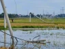 🛑 Thanh Hóa: Cột điện gãy đổ như "ngả rạ" sau giông lốc