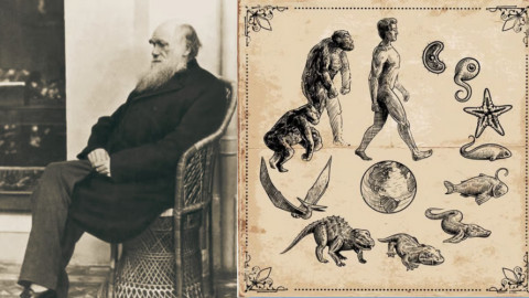Loài côn trùng sống sót sau sự kiện khủng long tuyệt chủng thách thức thuyết tiến hóa của Darwin