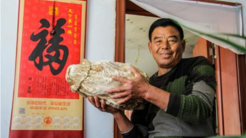 Linh chi thái tuế là gì? Linh chi thái tuế bao nhiêu tiền?