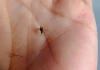 Người nhóm máu O có hấp dẫn muỗi hơn không?