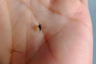 Người nhóm máu O có hấp dẫn muỗi hơn không?