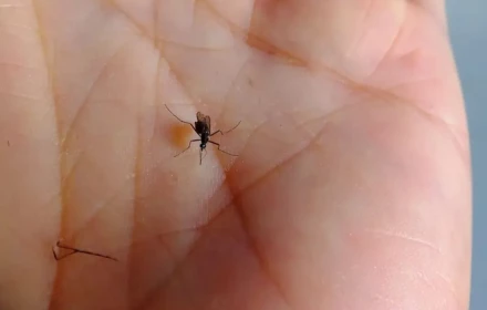 Người nhóm máu O có hấp dẫn muỗi hơn không?