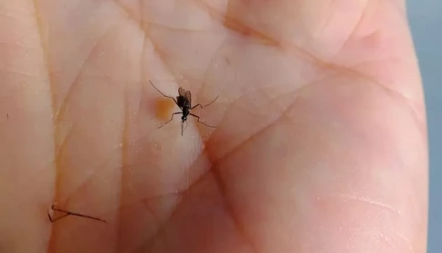 Người nhóm máu O có hấp dẫn muỗi hơn không?