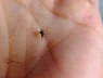 Người nhóm máu O có hấp dẫn muỗi hơn không?