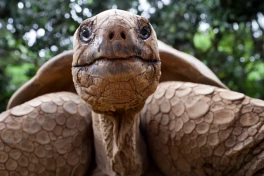Vì sao người ta phải lùa diệt 140.000 con dê trên đảo Galapagos?