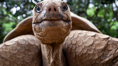 Vì sao người ta phải lùa diệt 140.000 con dê trên đảo Galapagos?