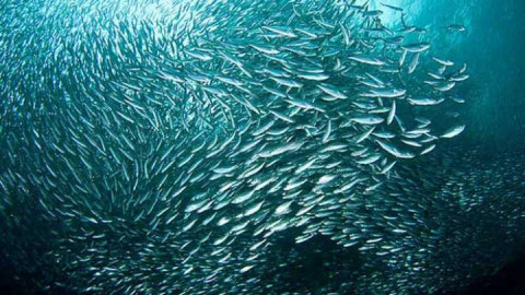 Chỉ trong vòng vài giờ, 10 triệu con cá trứng đã bỏ mạng