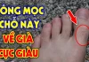 4 vị trí mọc lông Trời Cho Lộc Lớn, mở cửa đón Tiền Tài