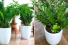 Trong nhà đặt cây kim tiền ở vị trí này là tốt nhất để hút tài lộc