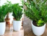 Trong nhà đặt cây kim tiền ở vị trí này là tốt nhất để hút tài lộc