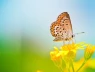 Tháng sinh Âm lịch của người khôn ngoan và trí tuệ, nhờ đó mà cuộc sống tràn đầy phúc lành