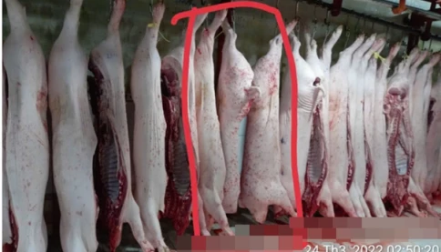 Công ty C.P Việt Nam nói gì sau khi có kết quả điều tra vụ tố bán heo bệnh ra thị trường?