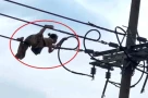 Người phụ nữ bò trên dây điện hạ thế rồi rơi xuống đất bất tỉnh