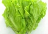 4 dấu hiệu vạch trần xà lách "tắm" thuốc sâu, đừng thấy tươi ngon mà mua