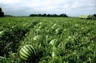 Thắp hương dưa hấu dưa vàng nhớ điều này tránh Đại kỵ