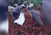 "Phát khóc khi thấy bà con lấy gần hết hàng": Nỗi buồn sau tai nạn không chỉ đến từ chiếc xe tải chở vải bị lật