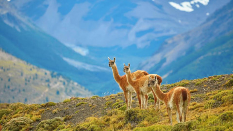 Chile là đất nước như thế nào? Những điểm đáng chú ý nếu muốn đi du lịch Chile?