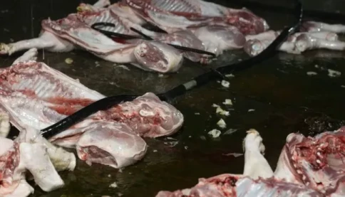 Nóng! Bắt giữ chủ cơ sở giết mổ, phân phối thịt lợn nhiễm dịch tả châu Phi cho các chợ đầu mối, quán ăn ở Hà Nội