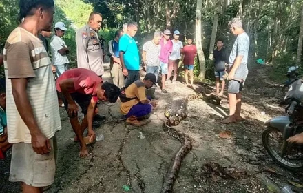 Indonesia tìm thấy thithe người đàn ông trong... bụng con trăn dài gần 9 mét