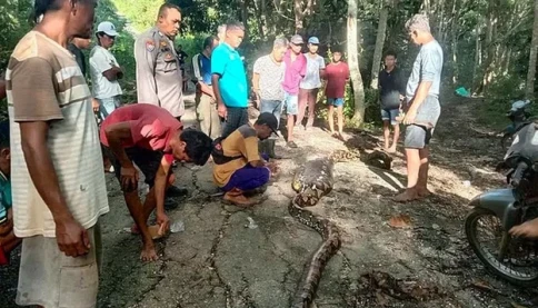 Indonesia tìm thấy thithe người đàn ông trong... bụng con trăn dài gần 9 mét
