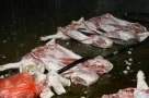 Đường dây tiêu thụ lợn chết nhiễm virus tả ở Hà Nội: Khởi tố vợ chồng chủ lò mổ