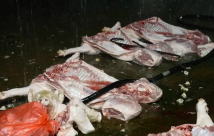 Đường dây tiêu thụ lợn chết nhiễm virus tả ở Hà Nội: Khởi tố vợ chồng chủ lò mổ