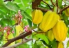 Người xưa nói trồng cây khế trước nhà gia đình khỏe mạnh may mắn, nhất là người tuổi này rất hợp cây khế