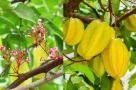 Người xưa nói trồng cây khế trước nhà gia đình khỏe mạnh may mắn, nhất là người tuổi này rất hợp cây khế