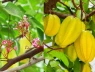 Người xưa nói trồng cây khế trước nhà gia đình khỏe mạnh may mắn, nhất là người tuổi này rất hợp cây khế