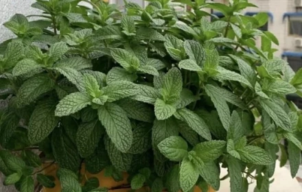5 loại cây vừa tốt cho sức khỏe vừa hút tài lộc, được cả thầy thuốc lẫn thầy phong thủy khuyên trồng
