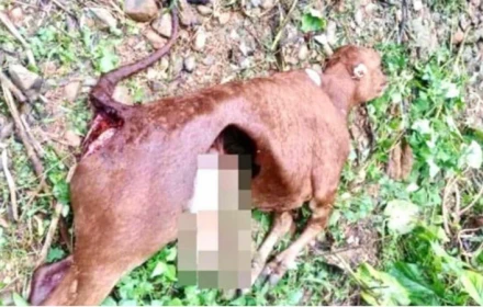 Đàn sói hoang bất ngờ xuất hiện, 50 con trâu, bò bị giết chết